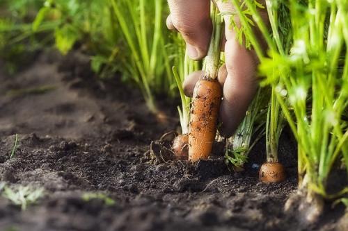 Технология выращивания моркови в открытом грунте. Выращивание моркови в открытом грунте: правила и рекомендации