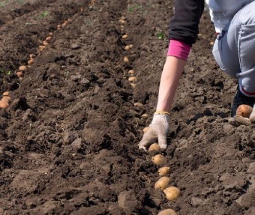 Чем подкормить картошку. Удобрение почвы перед посадкой картофеля