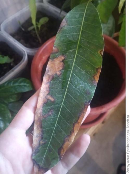 Манго болезни листьев. Почему увядают и засыхают листья у манго? Помогите спасти деревце!