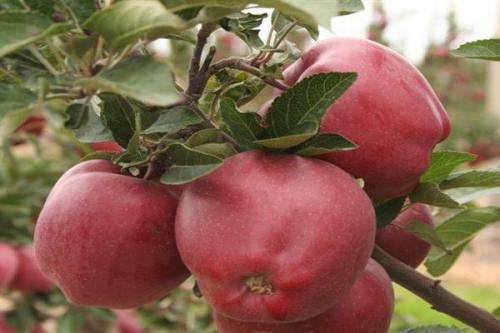 Старокрымское яблоко сорт. Яблоня Старкримсон: описание сорта и характеристика
