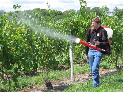 Обработка винограда летом от болезней и вредителей. Чем и как опрыскивать виноград в июле для обработки от болезней и вредителей