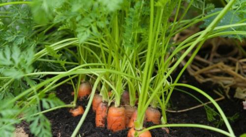 Морковь посадка и уход в открытом грунте подкормка золой. Подкормка моркови в открытом грунте