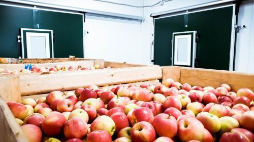 Как хранят яблоки на складах. Технология хранения яблок в РГС: