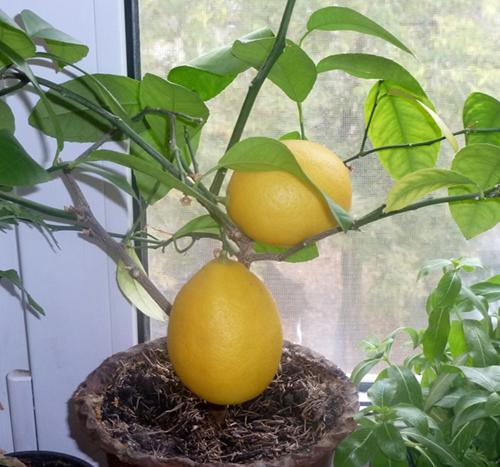 Описание павловский лимон. Секрет успеха