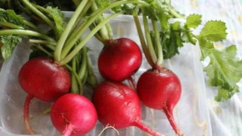 Как долго хранится заготовленная редиска на зиму