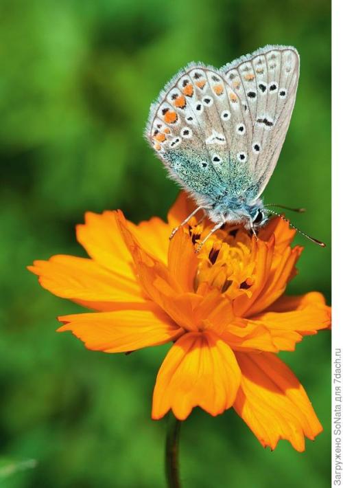 Что такое газонная трава с цветами