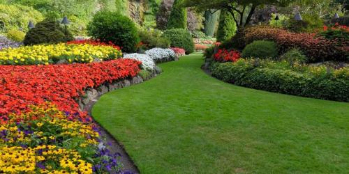 Как избежать заражения мавританского газона вредителями