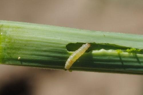 Какие химические препараты эффективны против лукового скрытнохоботника. Меры борьбы с червячками