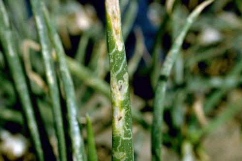 Какие химические препараты эффективны против лукового скрытнохоботника. Меры борьбы с червячками