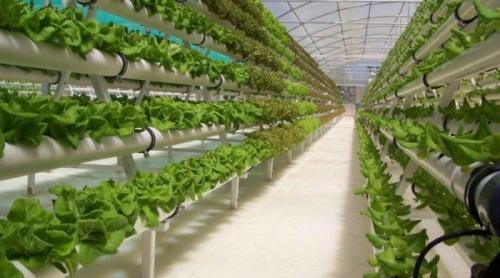 Что такое гидропоника для клубники. Особенности технологии на гидропонике