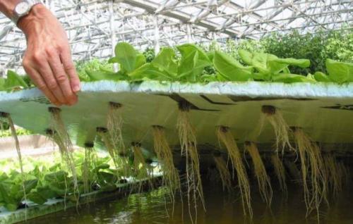 Что такое гидропоника для клубники. Особенности технологии на гидропонике