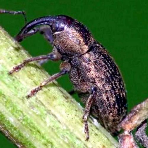 Как предотвратить появление скрытнохоботников в саду. Скрытнохоботник техники борьбы: как предотвратить и уничтожить