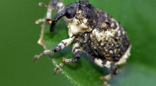 Как защитить домашних животных от скрытнохоботников. Меры борьбы с луковым скрытнохоботником