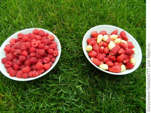 Барон Солемахер сорт земляники. Земляника Барон Солемахер - самая красивая, самая душистая и самая полезная!