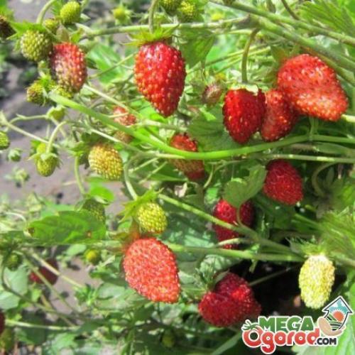 Земляника александрия. Как ухаживать за земляникой?