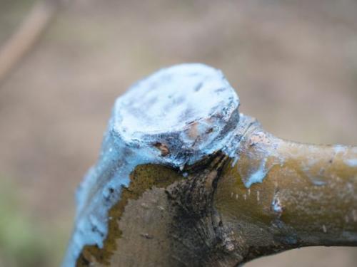 Медный купорос от грибка на яблоне. Обработка стволов яблонь медным купоросом