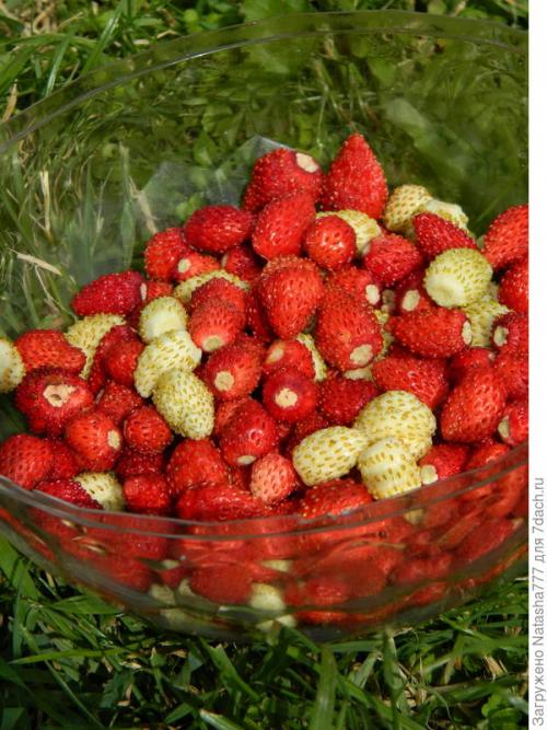 Барон Солемахер сорт земляники. Земляника Барон Солемахер - самая красивая, самая душистая и самая полезная!