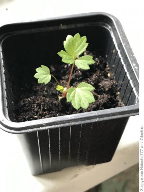 Барон Солемахер сорт земляники. Земляника Барон Солемахер - самая красивая, самая душистая и самая полезная!