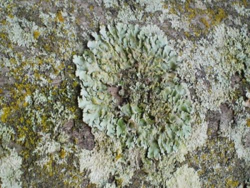 Грибковые заболевания яблони. Если грибок на яблоне, как бороться? Расскажут специалисты