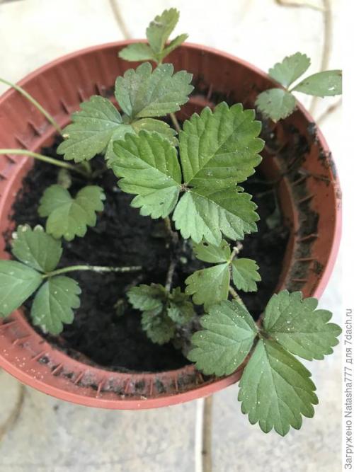 Барон Солемахер сорт земляники. Земляника Барон Солемахер - самая красивая, самая душистая и самая полезная!