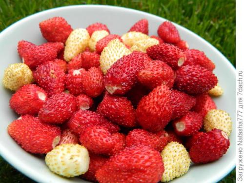 Барон Солемахер сорт земляники. Земляника Барон Солемахер - самая красивая, самая душистая и самая полезная!
