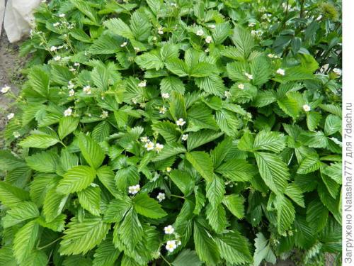 Барон Солемахер сорт земляники. Земляника Барон Солемахер - самая красивая, самая душистая и самая полезная!