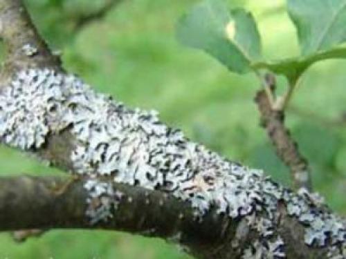 Грибковые заболевания яблони. Если грибок на яблоне, как бороться? Расскажут специалисты