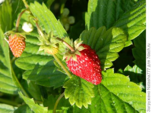 Барон Солемахер сорт земляники. Земляника Барон Солемахер - самая красивая, самая душистая и самая полезная!