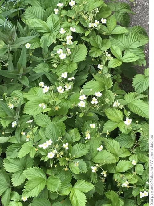 Барон Солемахер сорт земляники. Земляника Барон Солемахер - самая красивая, самая душистая и самая полезная!