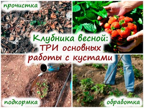Как весной чистить клубнику. Убираем старые листья клубники