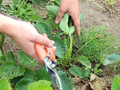 Клубника подготовка весной. Уход за клубникой весной пошагово