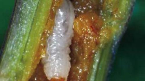 Народные средства от скрытнохоботник. Меры борьбы с луковым скрытнохоботником