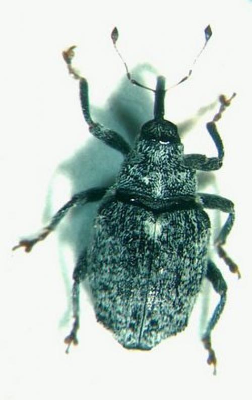 Как правильно применять натуральные методы для защиты от скрытнохоботников. Хитрый стеблевой капустный скрытнохоботник