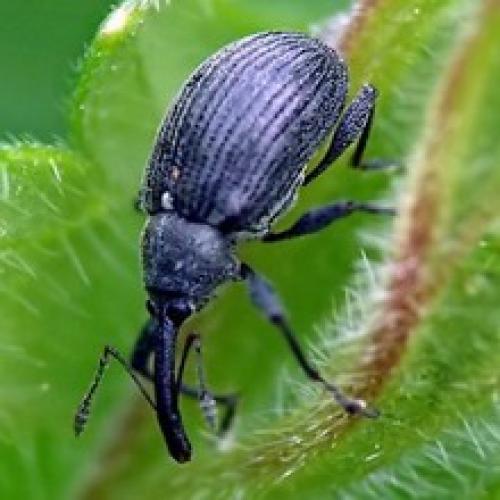 Как правильно применять натуральные методы для защиты от скрытнохоботников. Хитрый стеблевой капустный скрытнохоботник