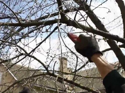 Сорта вишни кустовой. Кустовая вишня сорта и их характеристики 01