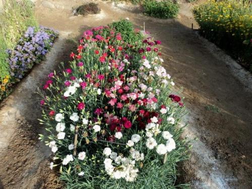 Гвоздика Шабо на клумбе. Как выращивать гвоздику Шабо в саду — секреты продолжительного цветения