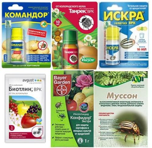 Какие химические препараты рекомендуются Для борьбы с этим вредителем. Инсектициды Для борьбы с насекомыми-вредителями применяют специальные препараты —