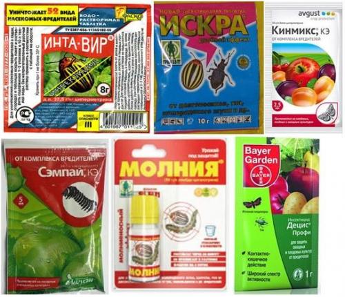 Какие химические препараты рекомендуются Для борьбы с этим вредителем. Инсектициды Для борьбы с насекомыми-вредителями применяют специальные препараты —