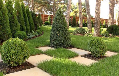 Посадка хвойных осенью. Поселите хвойники в саду – посадка туи, сосны, пихты, можжевельника осенью