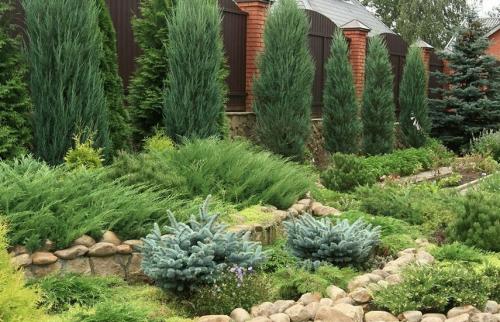 Посадка хвойных осенью. Поселите хвойники в саду – посадка туи, сосны, пихты, можжевельника осенью