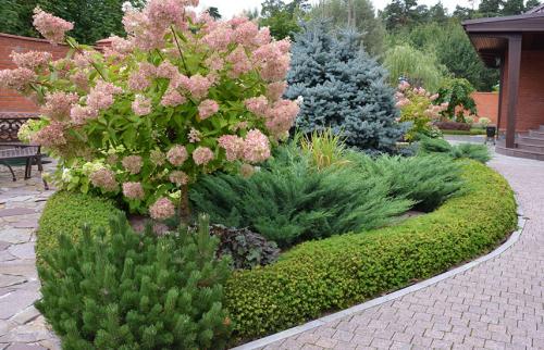 Посадка хвойных осенью. Поселите хвойники в саду – посадка туи, сосны, пихты, можжевельника осенью
