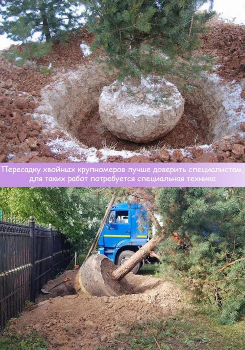 Посадка хвойных весной. Выбираем время правильно