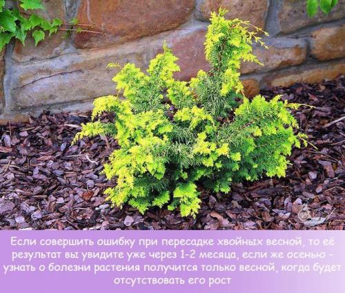 Посадка хвойных весной. Выбираем время правильно