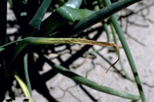 Вредители лука: полная инструкция по борьбе и профилактике 05 Вредители лука: полная инструкция по борьбе и профилактике 05