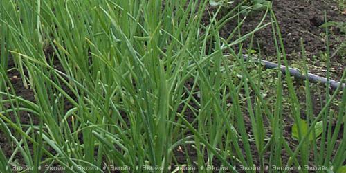 Вредители лука: полная инструкция по борьбе и профилактике 14 Вредители лука: полная инструкция по борьбе и профилактике 14