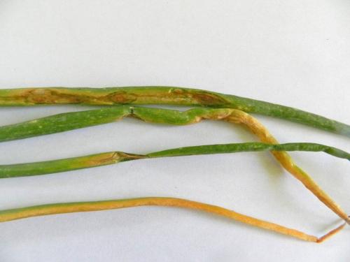 Вредители лука: полная инструкция по борьбе и профилактике 02 Вредители лука: полная инструкция по борьбе и профилактике 02