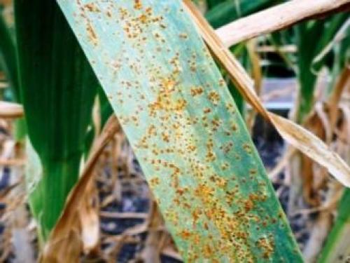 Вредители лука: полная инструкция по борьбе и профилактике 03 Вредители лука: полная инструкция по борьбе и профилактике 03