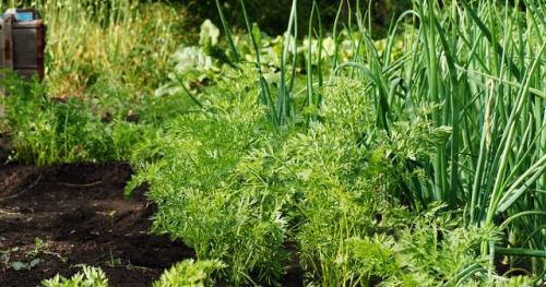 Как предотвратить появление вредителей на луке. Профилактика появления луковой мухи