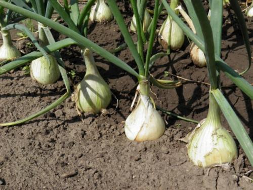 Вредители лука: полная инструкция по борьбе и профилактике 12 Вредители лука: полная инструкция по борьбе и профилактике 12