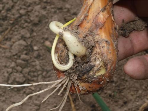 Вредители лука: полная инструкция по борьбе и профилактике 11 Вредители лука: полная инструкция по борьбе и профилактике 11